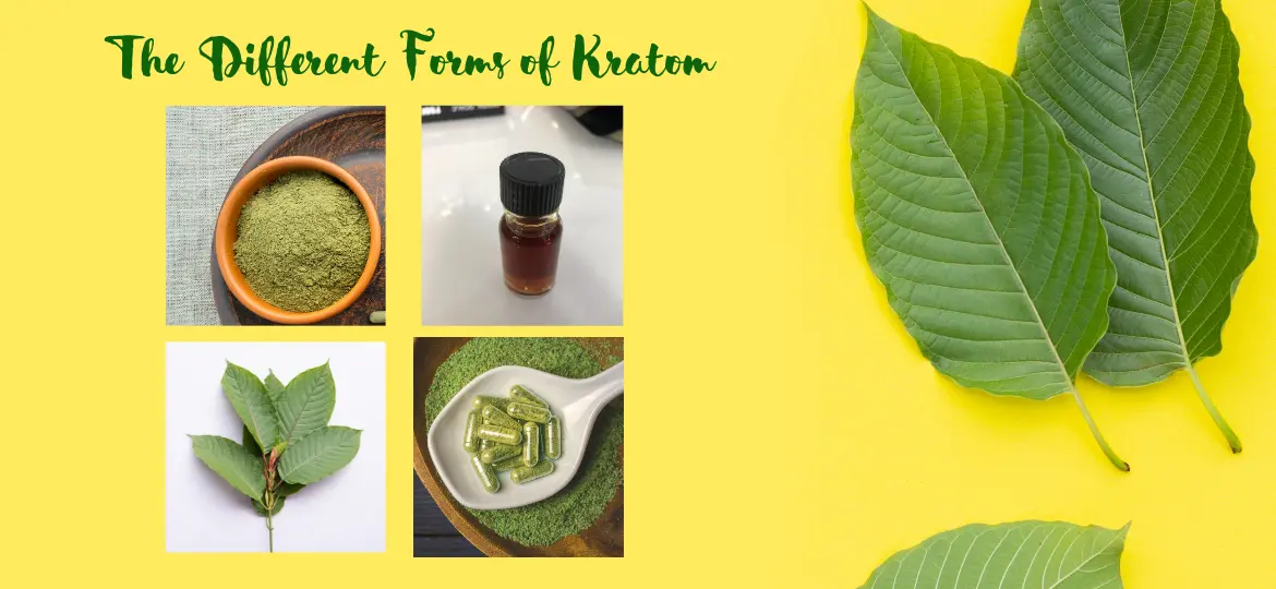 The-Different-Forms-of-Kratom-1