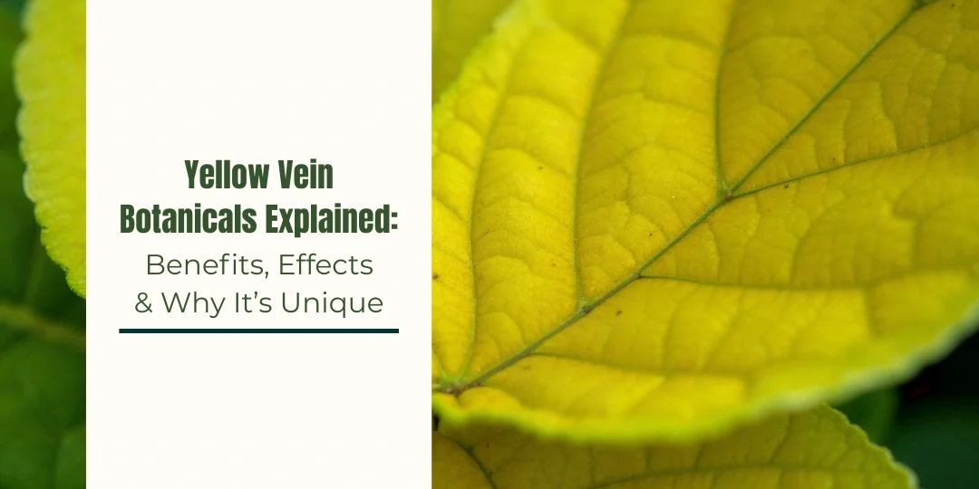 yellow vein